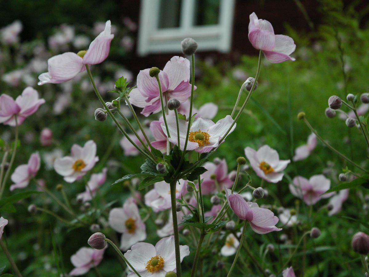 Wiborggarden Bed And Breakfast Boda  Kamer foto
