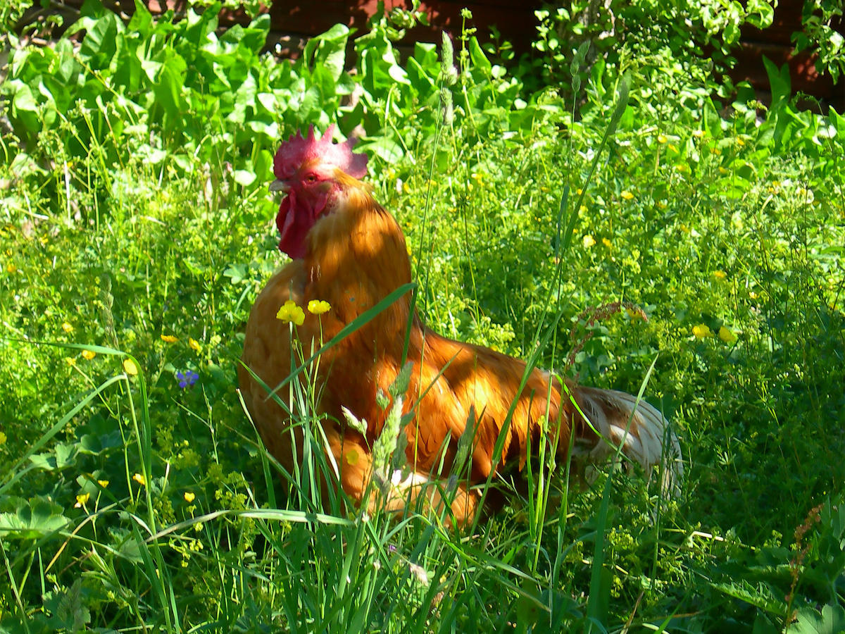 Wiborggarden Bed And Breakfast Boda  Buitenkant foto