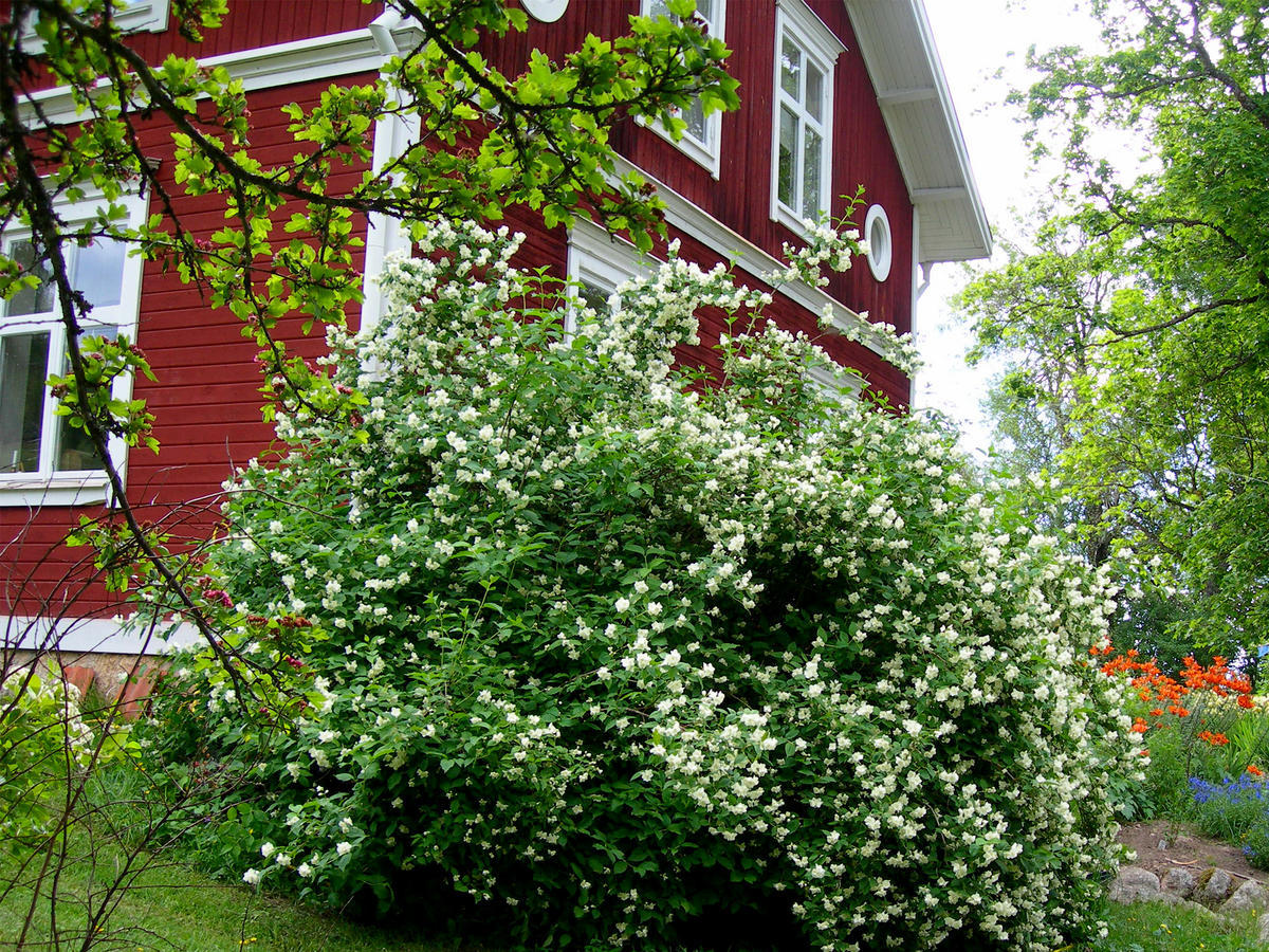 Wiborggarden Bed And Breakfast Boda  Buitenkant foto